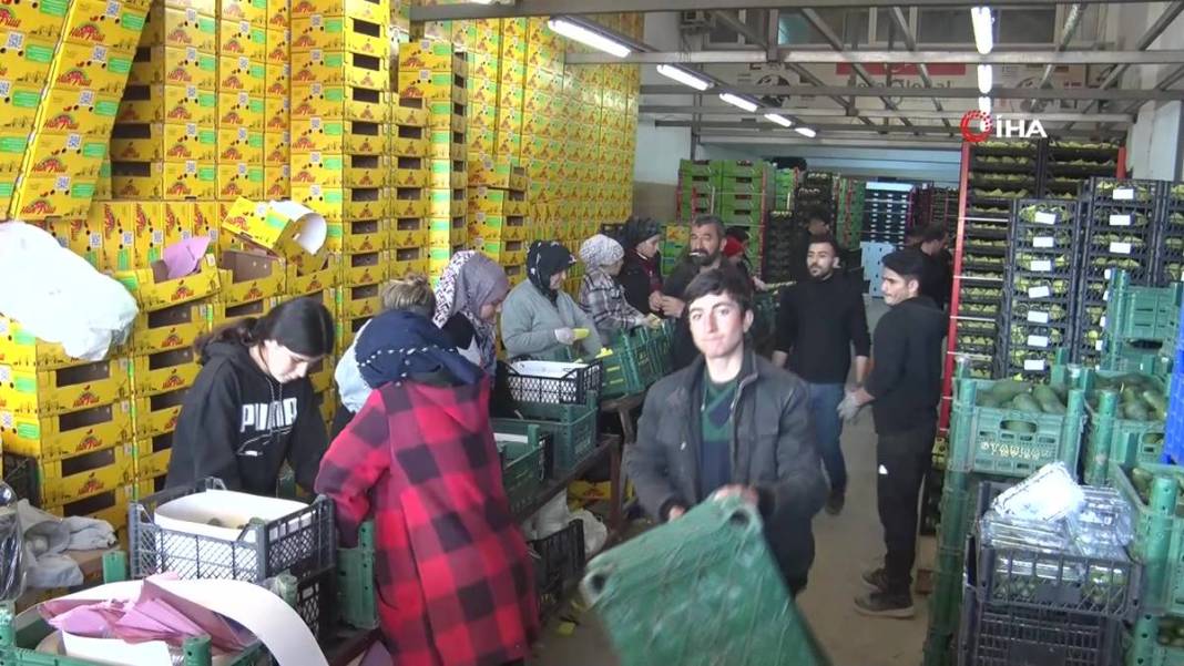 Talebe yetişemiyorlar, adeta yok satıyor! O ilimizde yerli tropikal meyve hasadı başladı 17